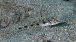 Tomiyamichthys lanceolatus im Aquarium halten