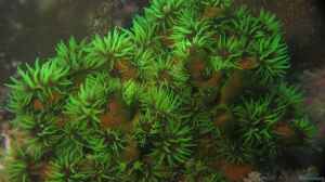 Tubastraea micranthus im Aquarium halten