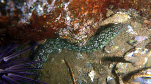 Uropterygius xanthopterus im Aquarium halten