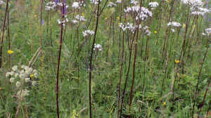 Valeriana officinalis am Gartenteich