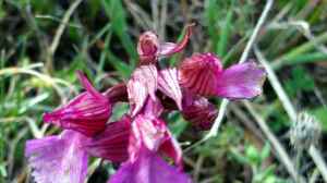 Heimische Orchideen im Garten: Welche Arten sind erlaubt und geeignet?