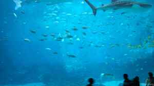 Das größte Aquarium der Welt: Georgia Aquarium