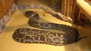 Die 5 größten Schlangenarten der Erde