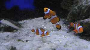 Suchet Nemo und findet einen Clownfisch