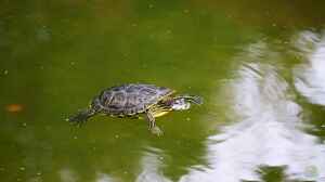 Schildkröten im Gartenteich halten