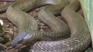 Die 5 größten Schlangenarten der Erde