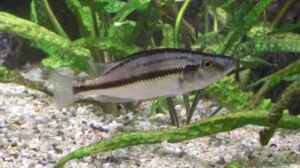 Einrichtungsbeispiele für die Haltung von Dimidiochromis compressiceps