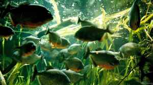 Mitten im Herzen der Weltstadt: Das London Aquarium