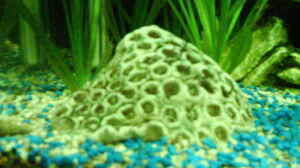 Korallenstein