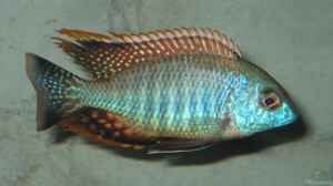 Lethrinops sp. rainbow tanzania im Aquarium halten