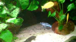 Melanochromis Cizumlu Johanni Männchen in seinem 