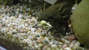 Axolotl im Aquarium halten