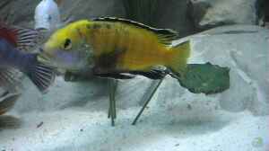  Labidochromis sp. "Gelb"