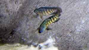 Tanganicodus irsacae im Aquarium halten