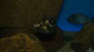 Nimbochromis livingstonii female