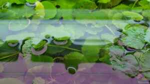 Brasilianischer Wassernabel (Hydrocotyle leucoceph
