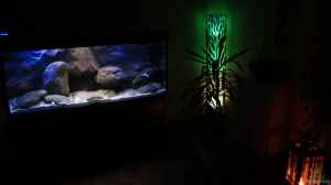 Das Aquarium, nachts von der Couch aus fotografier