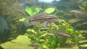 Aquarien mit Julidochromis dickfeldi