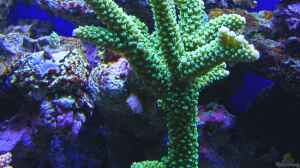 Acropora tumida im Aquarium halten