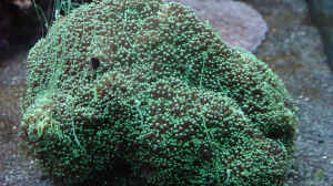 Bild aus dem Beispiel A Piece of Reef Obsolete von The_Lizardking