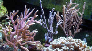 Bild aus dem Beispiel A Piece of Reef Obsolete von The_Lizardking