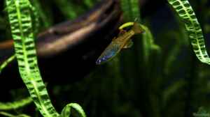 Pseudomugil tenellus im Aquarium halten