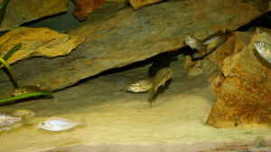 Harpagochromis sp. ´orange rock hunter´ im Aquarium