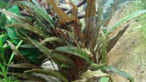 Bild aus dem Beispiel Artenbecken Corydoras aeneus von Mitch22