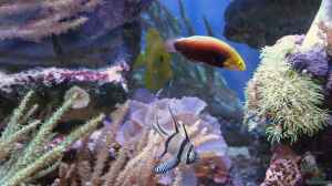 Halichoeres iridis im Aquarium halten