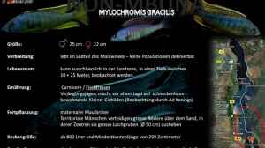 Mylochromis - Infos zur Gattung