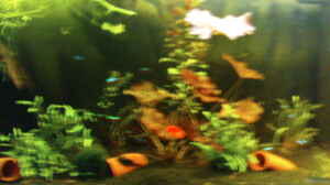 Bild aus dem Beispiel Juwel-aquarium Rio 240 von Die Hängenden Gärten
