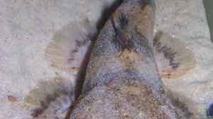 Artentafel Grosser Harlekinwels (Pseudopimelodus bufonius)