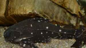 Artentafel Sterndornwels / Kammdornwels (Agamyxis pectinifrons)