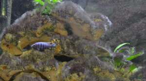 Aquarium