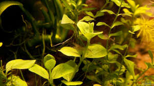 Bacopa australis