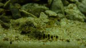 Aquarien mit Brachygobius xanthomelas