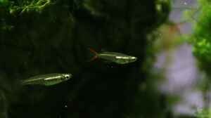 Oryzias mekongensis im Aquarium halten