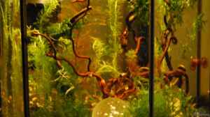 Bild aus dem Beispiel Haselnuss goes Aquarium von Julia