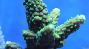 Acropora natalensis im Aquarium halten