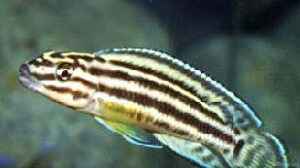 Aquarien mit Julidochromis regani