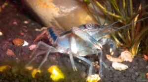 Procambarus dupratzi im Aquarium halten