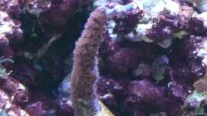 Acropora plumosa im Aquarium halten