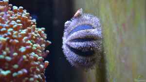Mespilia globulus im Aquarium halten