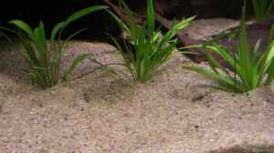 Echinodorus latifolius im Aquarium pflegen