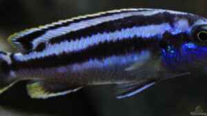 Aquarien mit Melanochromis kaskazini