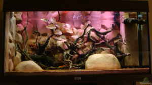 Bild aus dem Beispiel Procambarus Clarkii II von manzanarez