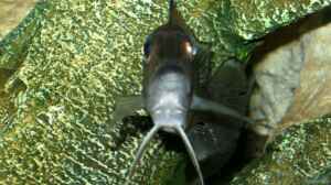 Aquarien mit Gnathochromis permaxillaris