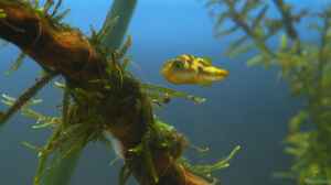 Unterwasserhubschrauber - drollige Erbsenkugelfische