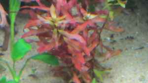 Rote Nassea oder Rotgrüne Nesaea