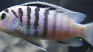 Einrichtungsbeispiele für Labidochromis chisumulae